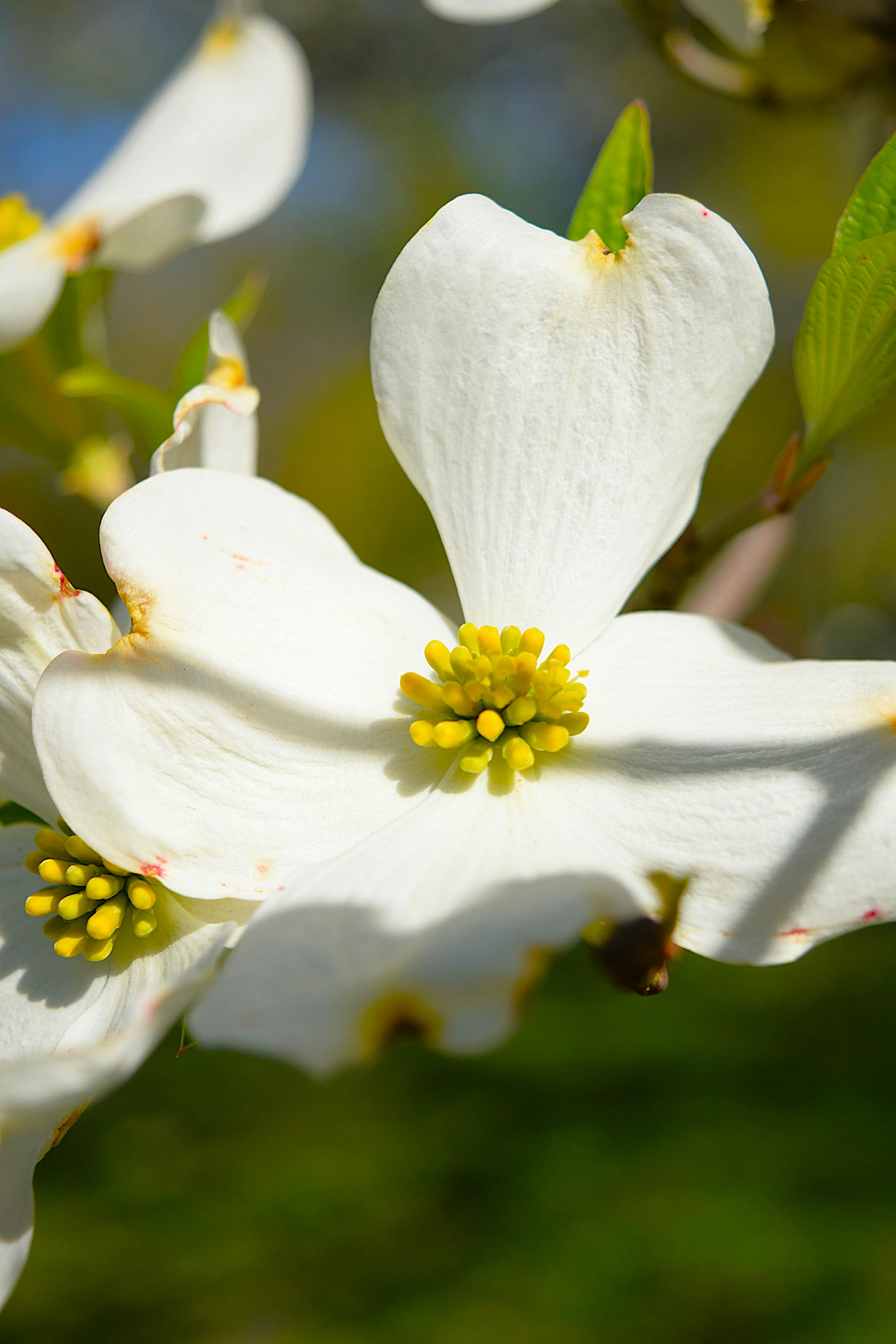 Close-up of white dogwood flower in spring