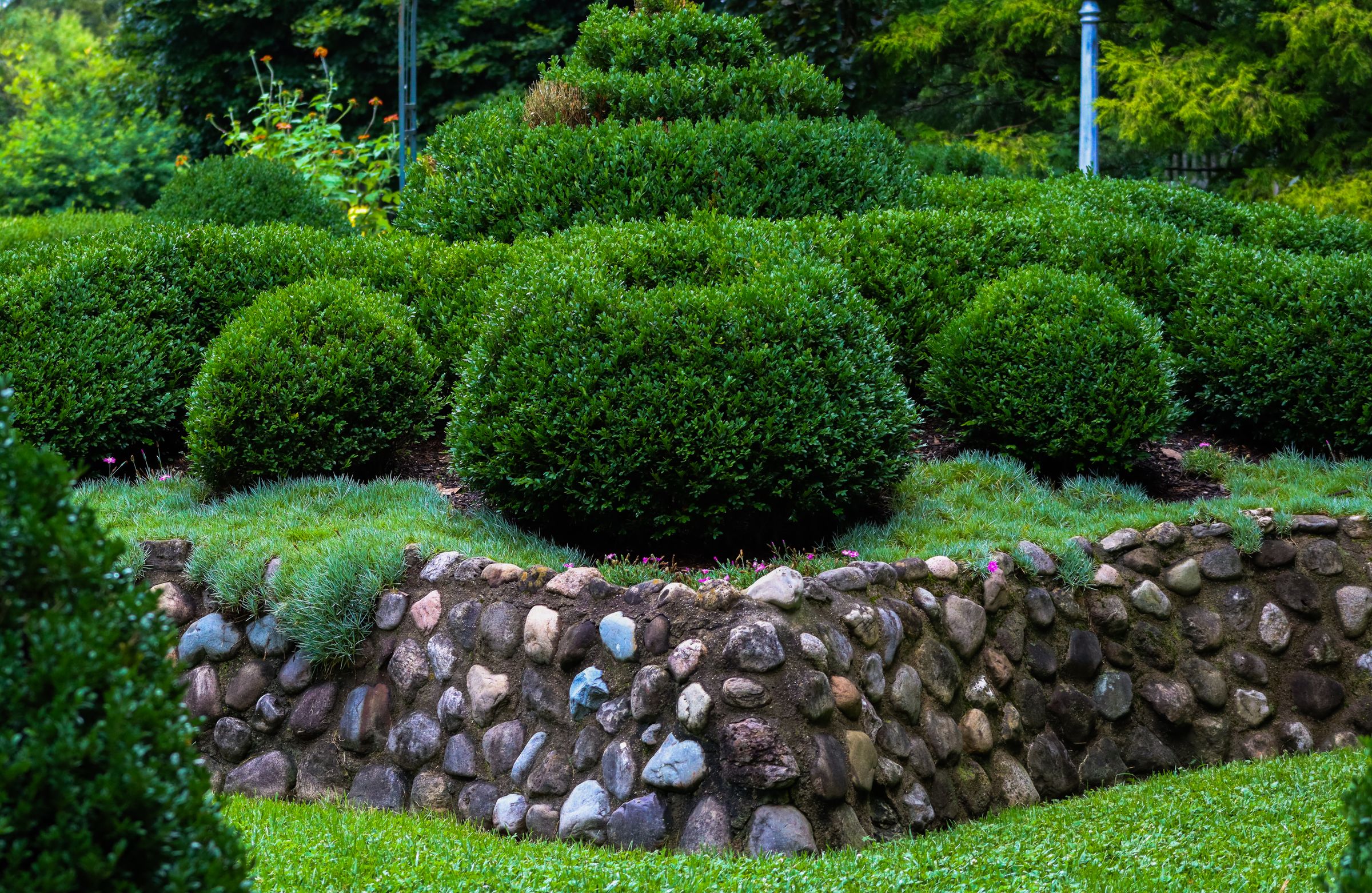 Low cobblestone wall retaining a bed of clipped boxwood