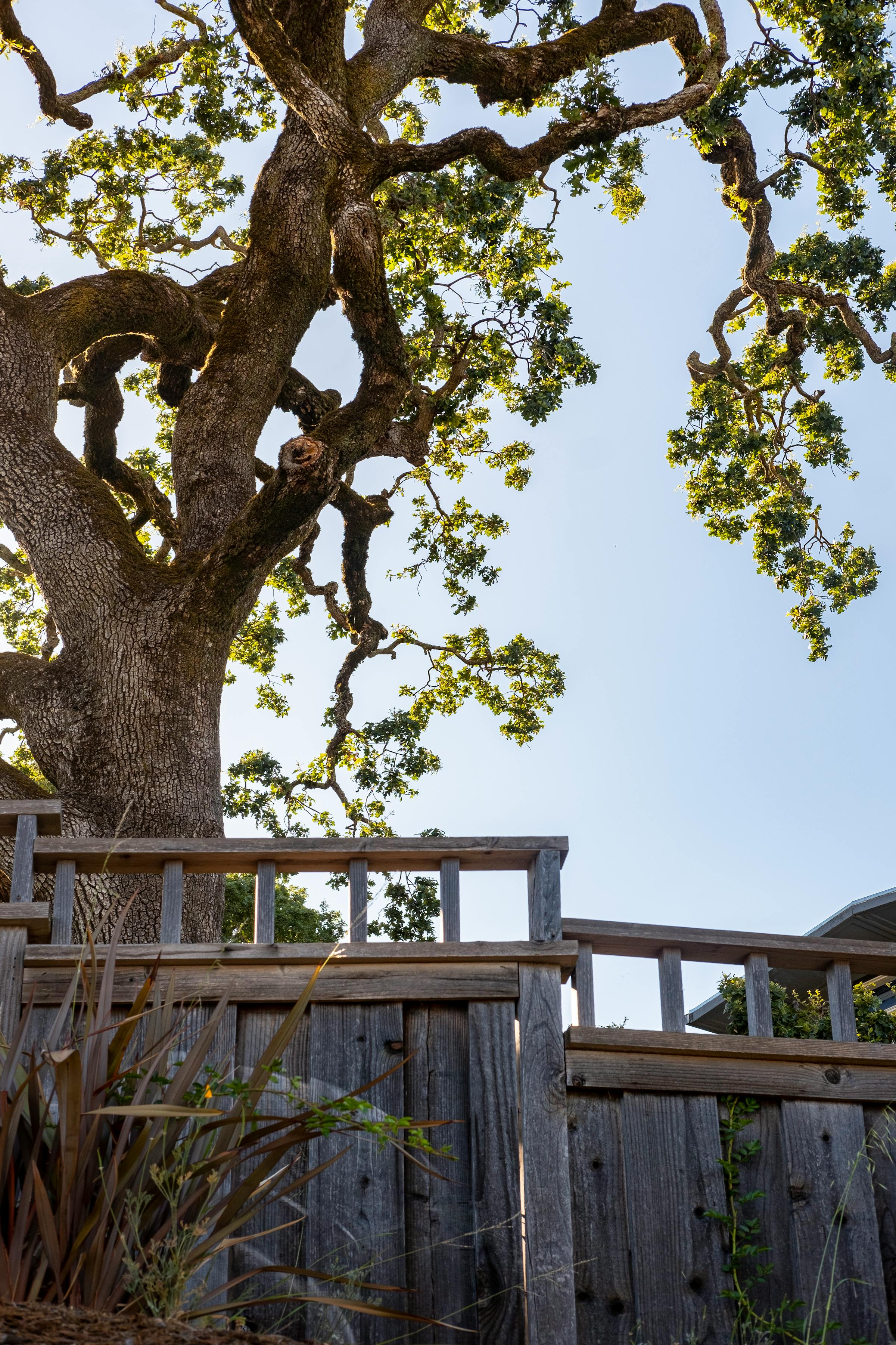 Tall oak tree behind wooden fence in a residential yard