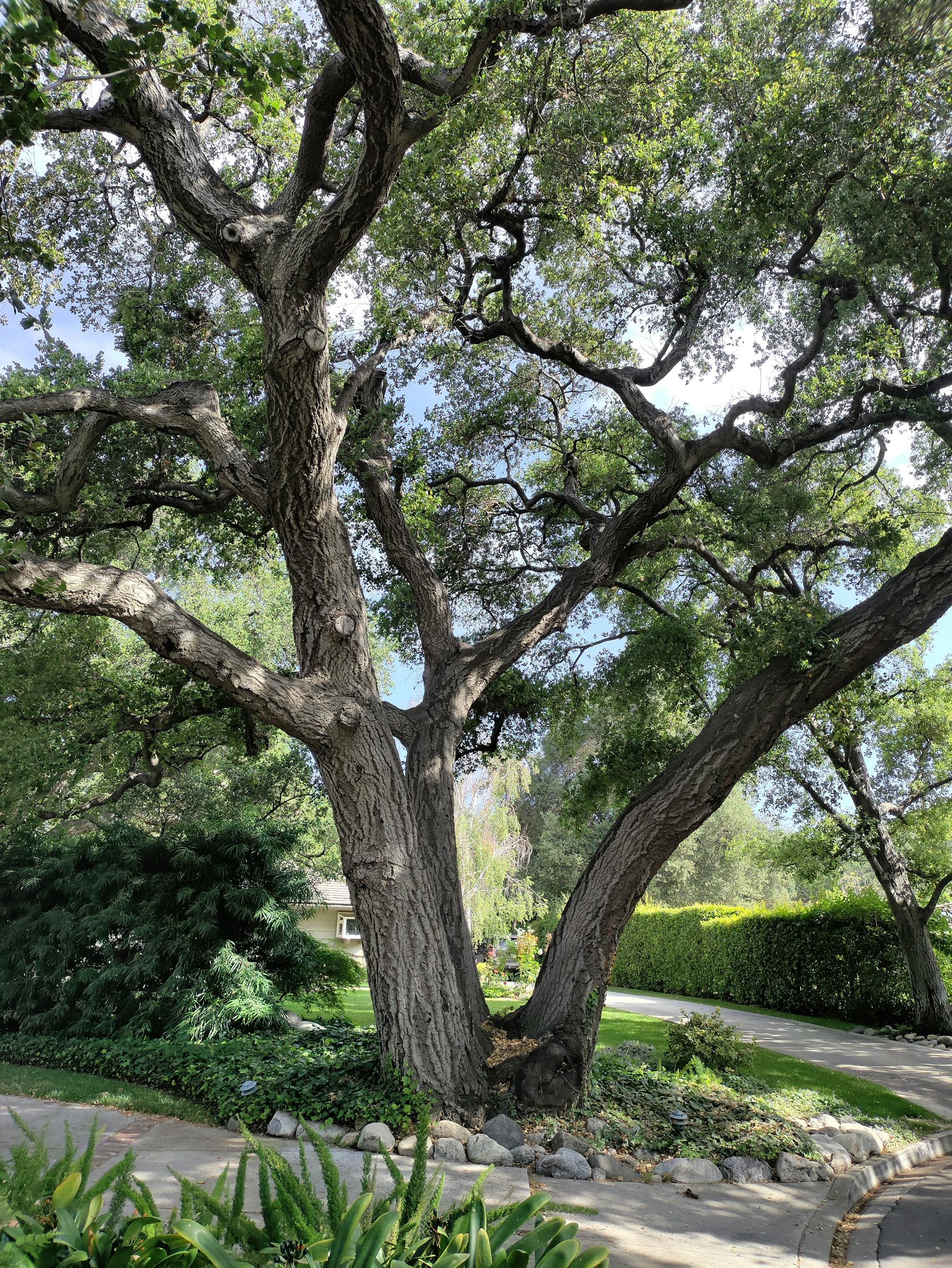 Sprawling oak tree over a North Alabama suburban street