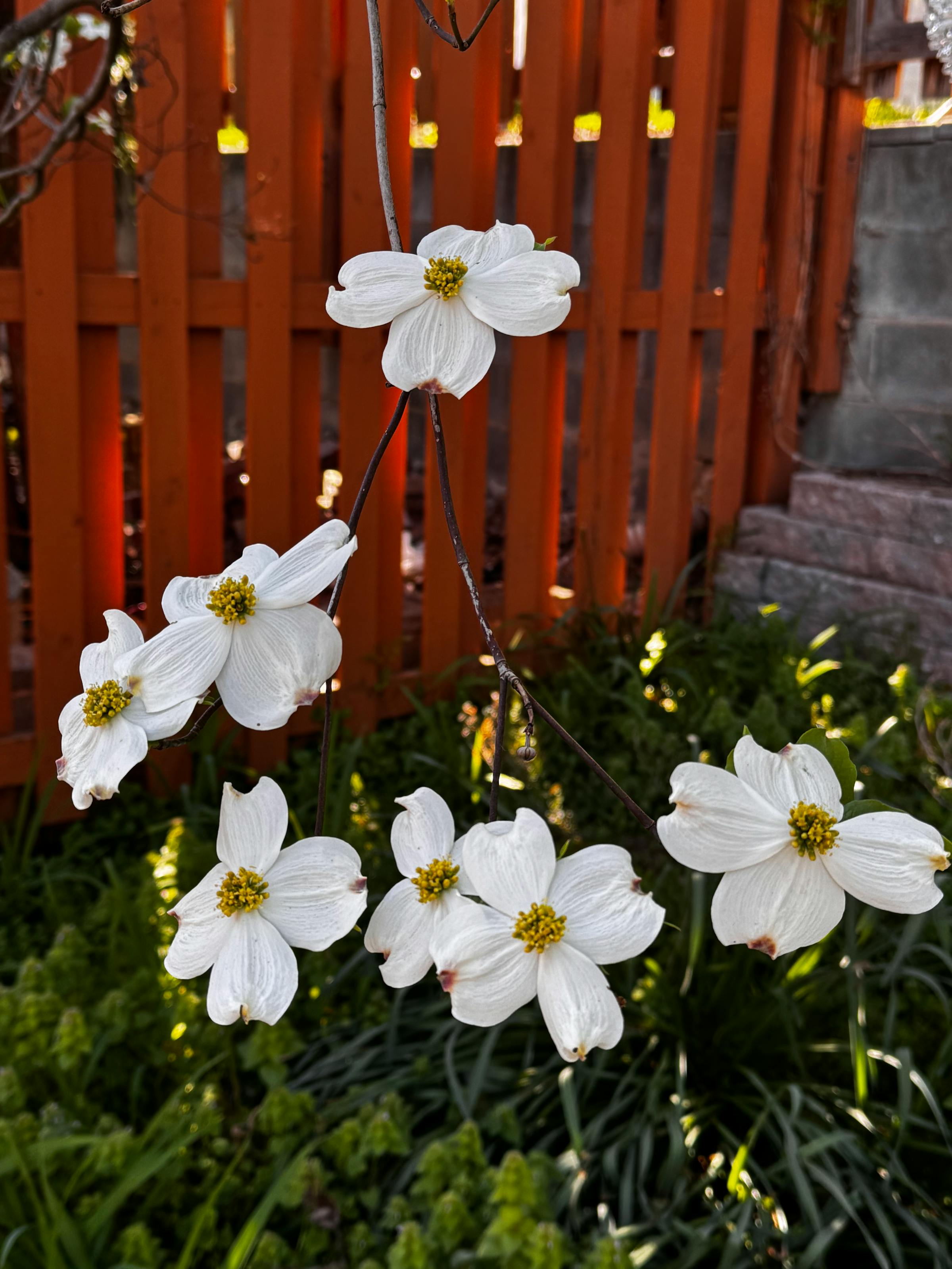 White dogwood blooms in a Southern garden against an orange fence